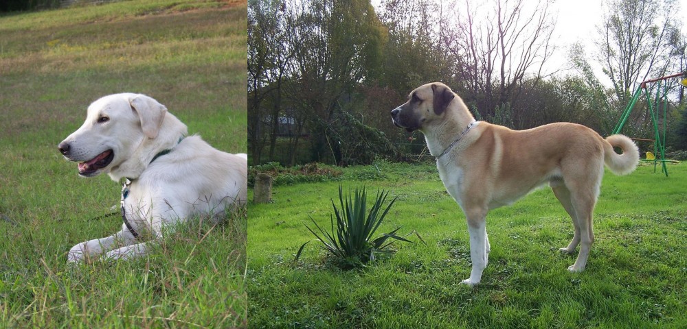 Anatolian Shepherd vs Akbash Dog - Breed Comparison