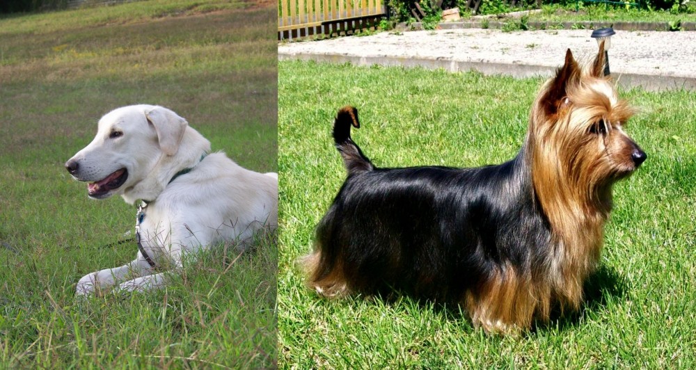 Australian Silky Terrier vs Akbash Dog - Breed Comparison