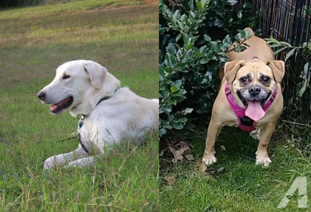 Beabull vs Akbash Dog - Breed Comparison