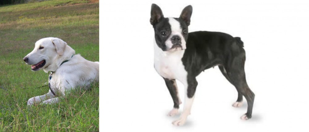 Boston Terrier vs Akbash Dog - Breed Comparison
