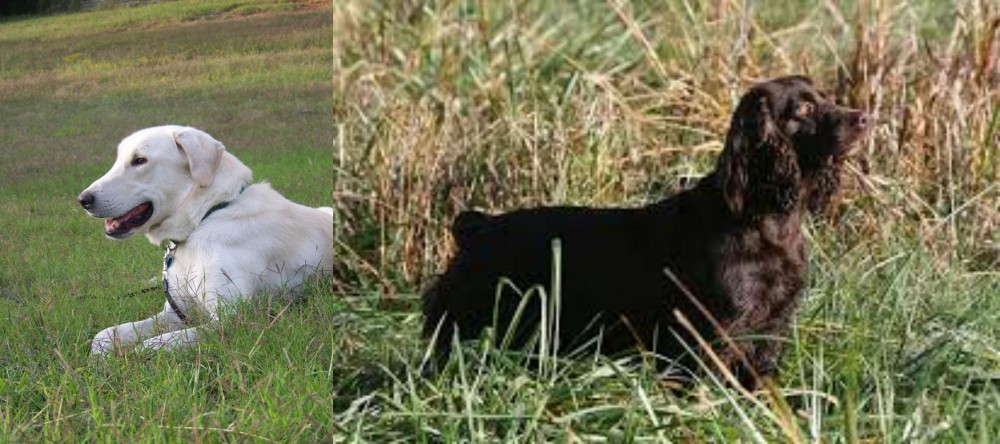 Boykin Spaniel vs Akbash Dog - Breed Comparison