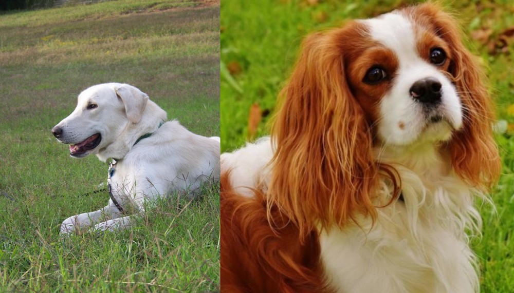 Cavalier King Charles Spaniel vs Akbash Dog - Breed Comparison