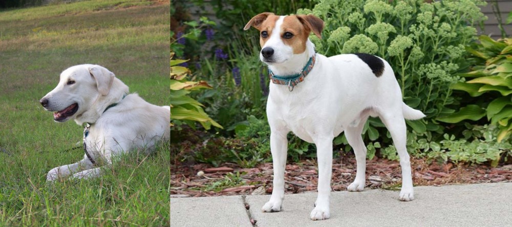 Danish Swedish Farmdog vs Akbash Dog - Breed Comparison