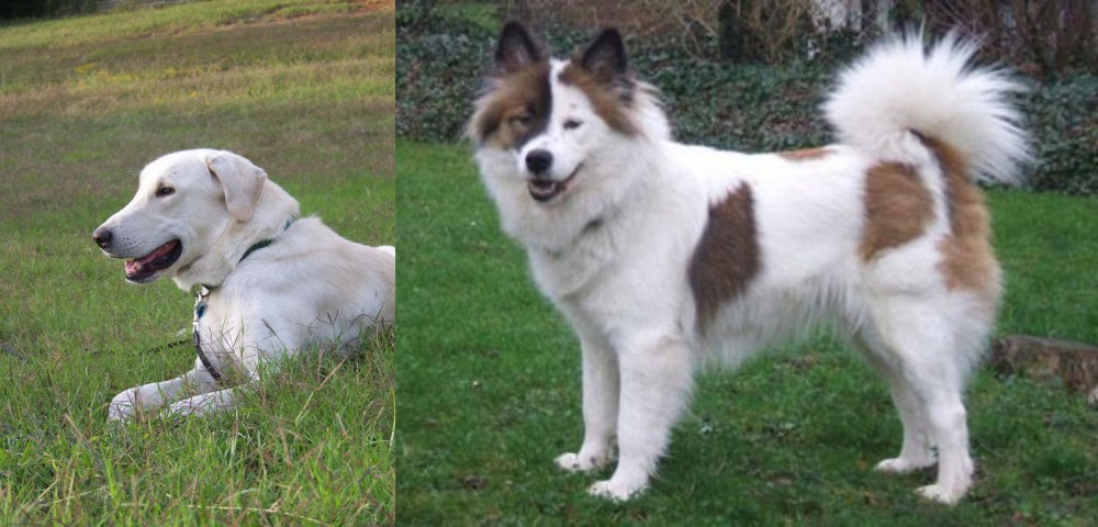 Elo vs Akbash Dog - Breed Comparison