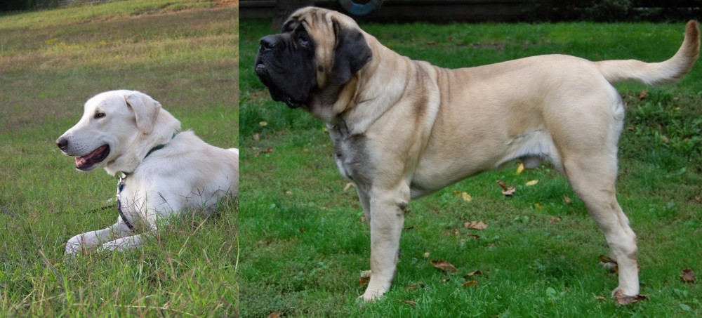 English Mastiff vs Akbash Dog - Breed Comparison