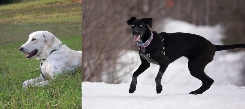 Eurohound vs Akbash Dog - Breed Comparison