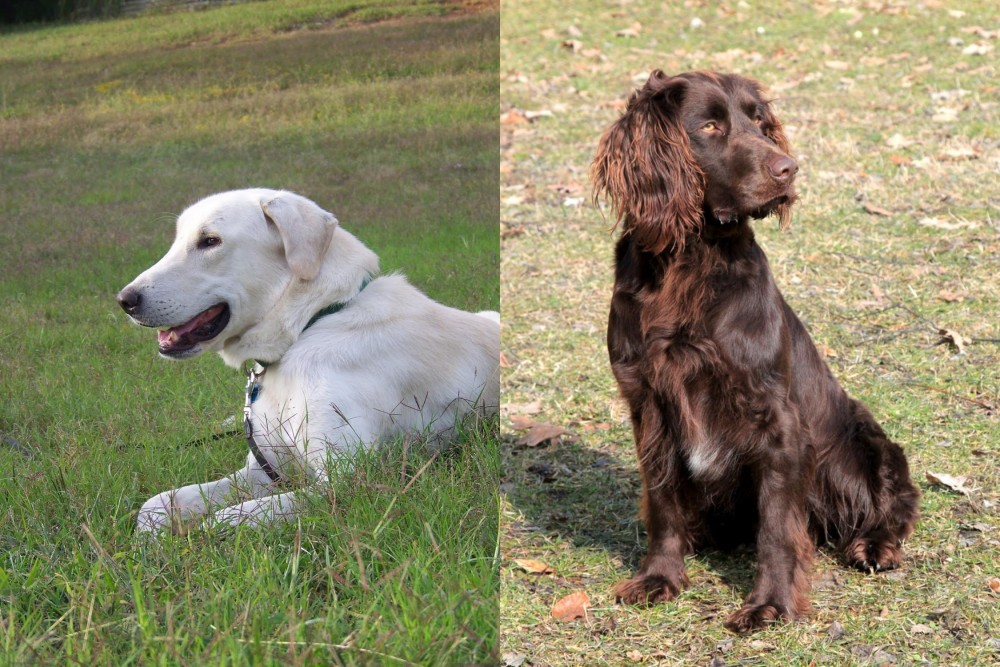 German Spaniel vs Akbash Dog - Breed Comparison