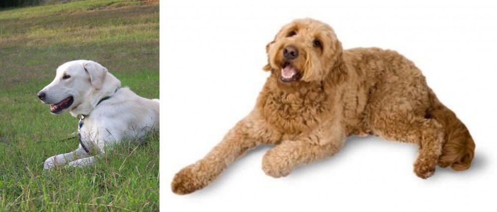 Golden Doodle vs Akbash Dog - Breed Comparison