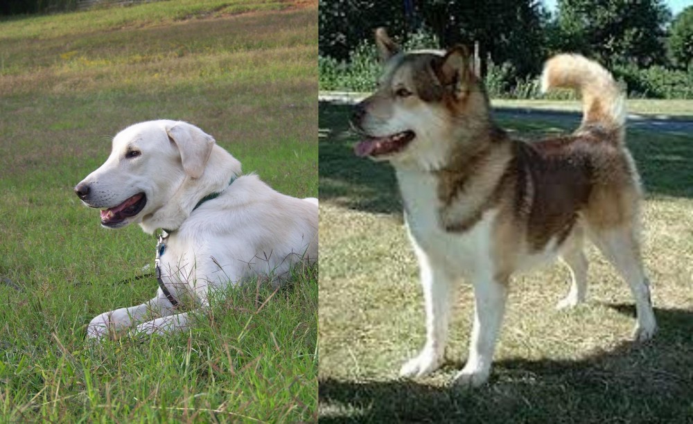 Greenland Dog vs Akbash Dog - Breed Comparison