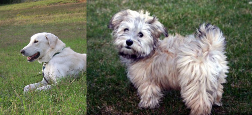 Havapoo vs Akbash Dog - Breed Comparison
