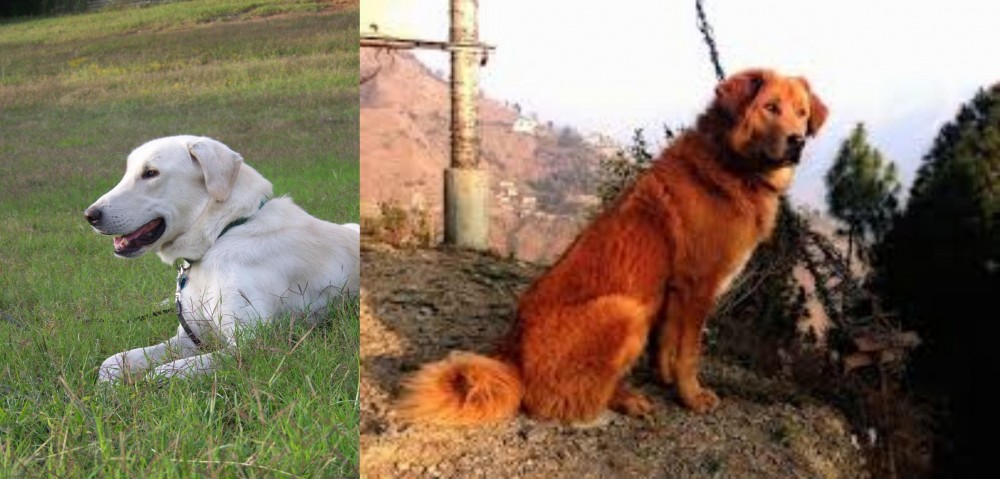 Himalayan Sheepdog vs Akbash Dog - Breed Comparison
