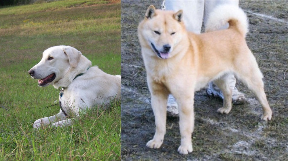 Hokkaido vs Akbash Dog - Breed Comparison