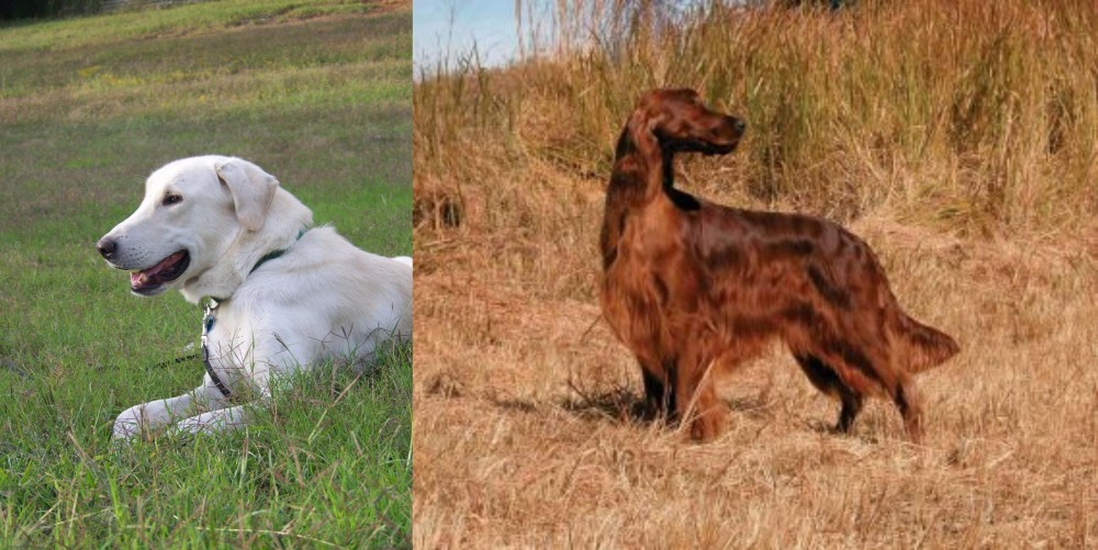 Irish Setter vs Akbash Dog - Breed Comparison