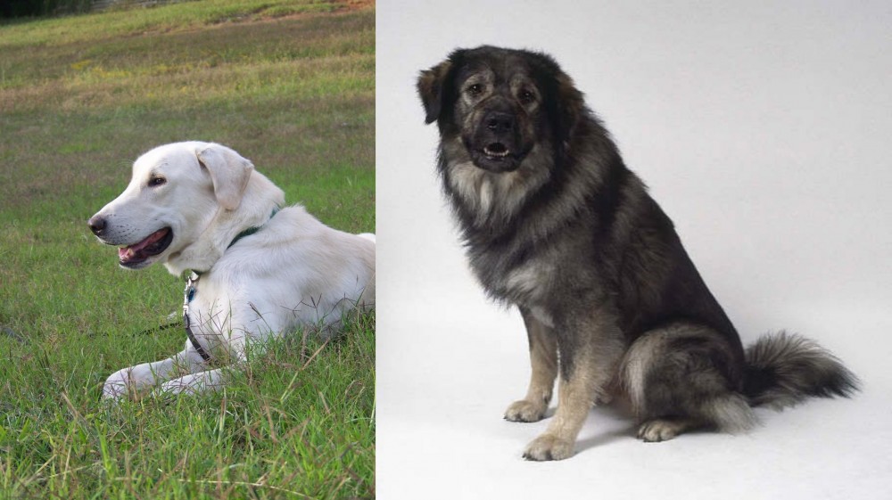 Istrian Sheepdog vs Akbash Dog - Breed Comparison