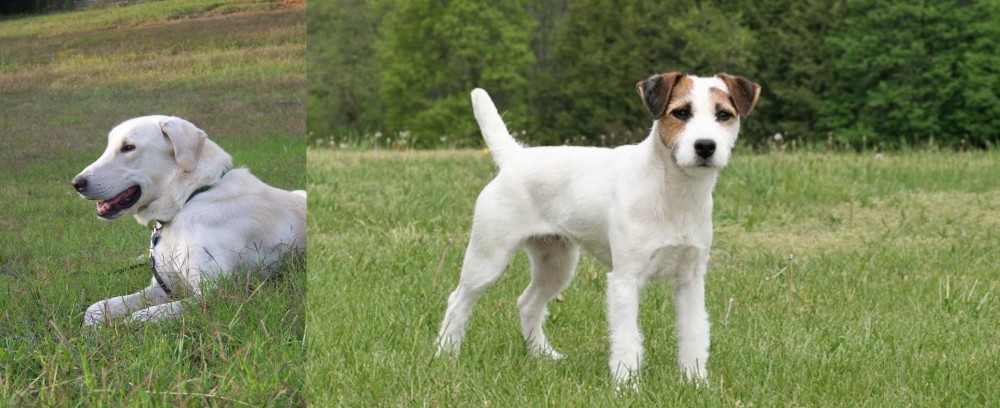 Jack Russell Terrier vs Akbash Dog - Breed Comparison