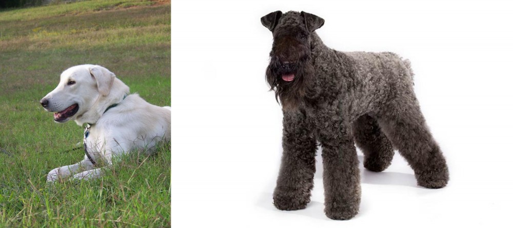 Kerry Blue Terrier vs Akbash Dog - Breed Comparison