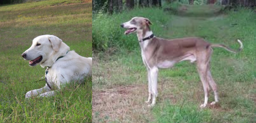 Mudhol Hound vs Akbash Dog - Breed Comparison