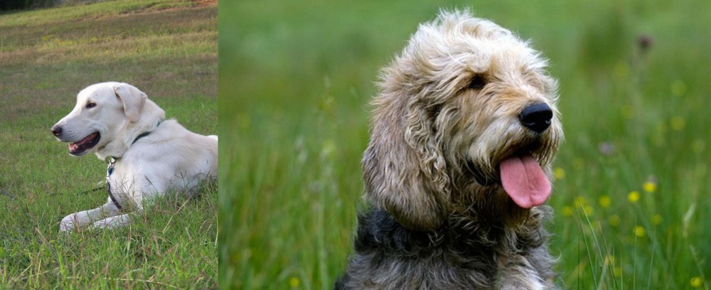 Otterhound vs Akbash Dog - Breed Comparison