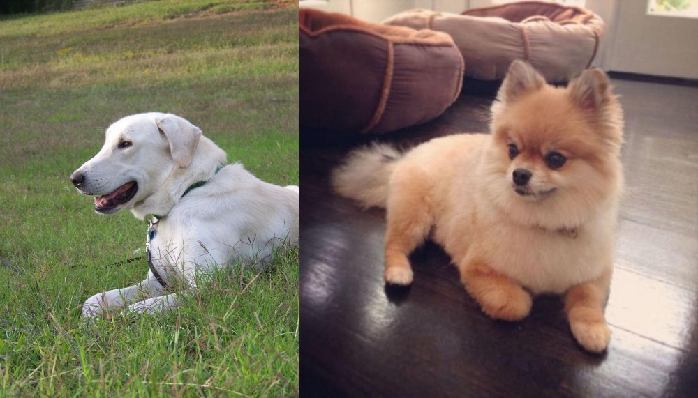 Pomeranian vs Akbash Dog - Breed Comparison