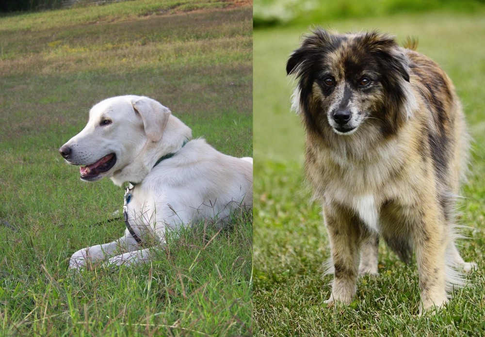 Pyrenean Shepherd vs Akbash Dog - Breed Comparison
