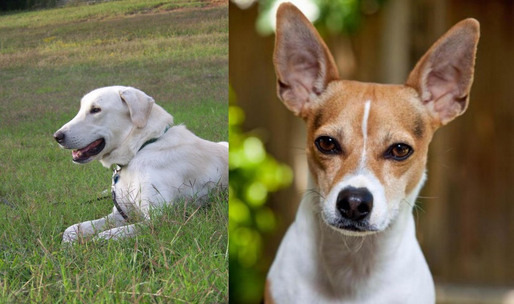 Rat Terrier vs Akbash Dog - Breed Comparison
