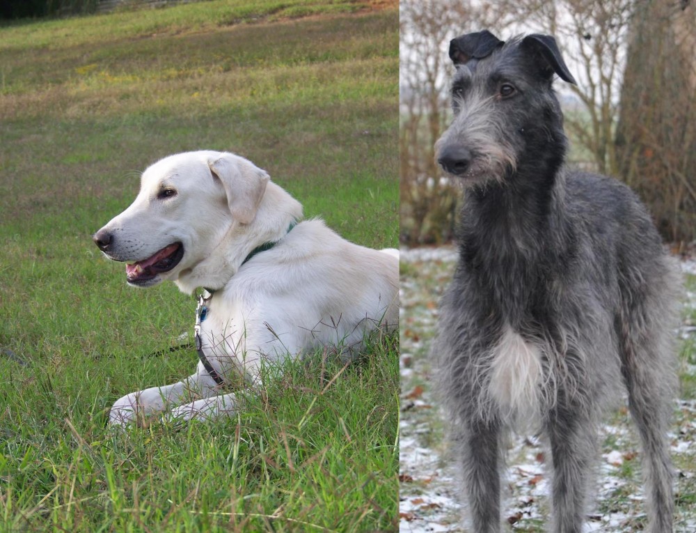 Scottish Deerhound vs Akbash Dog - Breed Comparison