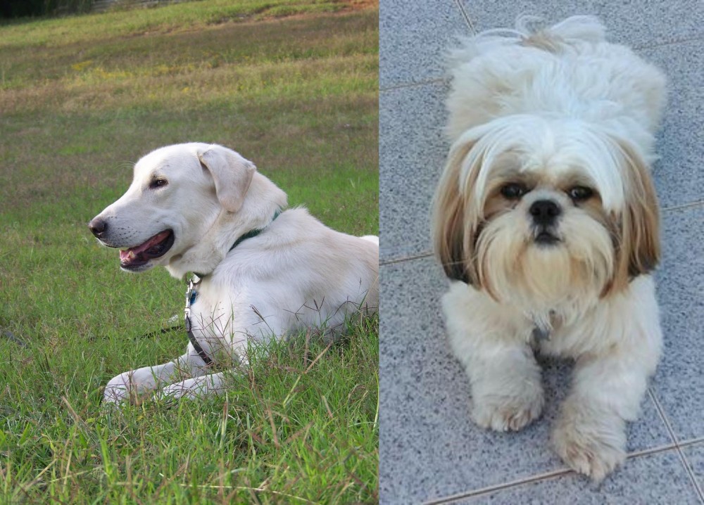 Shih Tzu vs Akbash Dog - Breed Comparison