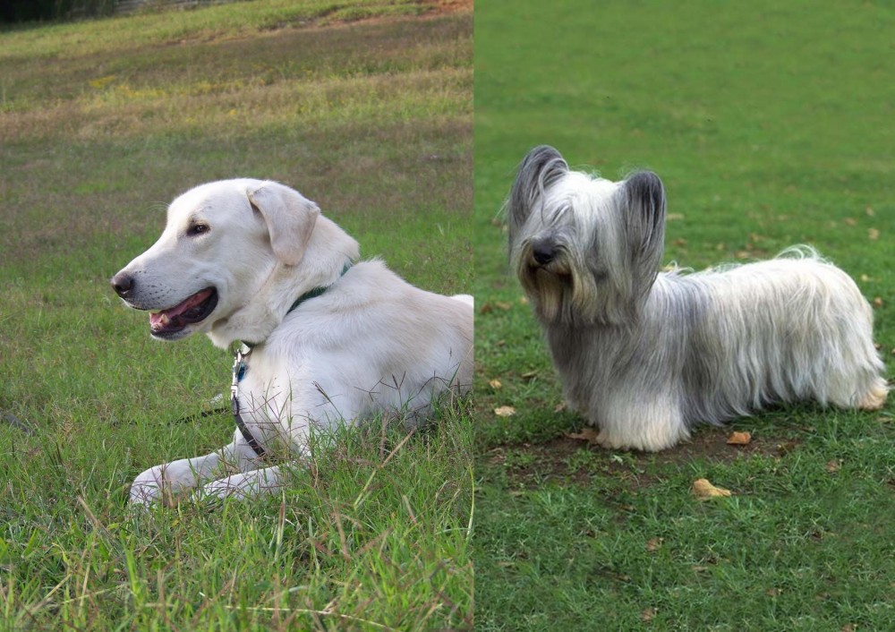 Skye Terrier vs Akbash Dog - Breed Comparison