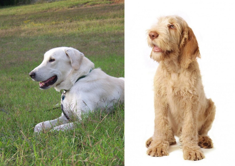 Spinone Italiano vs Akbash Dog - Breed Comparison