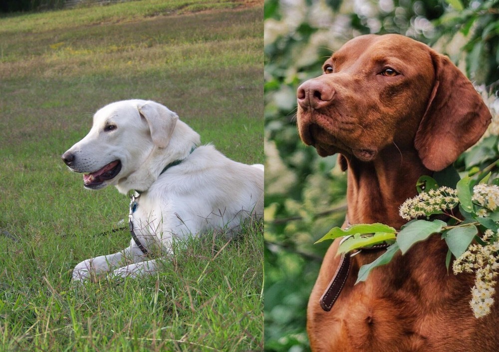 Vizsla vs Akbash Dog - Breed Comparison