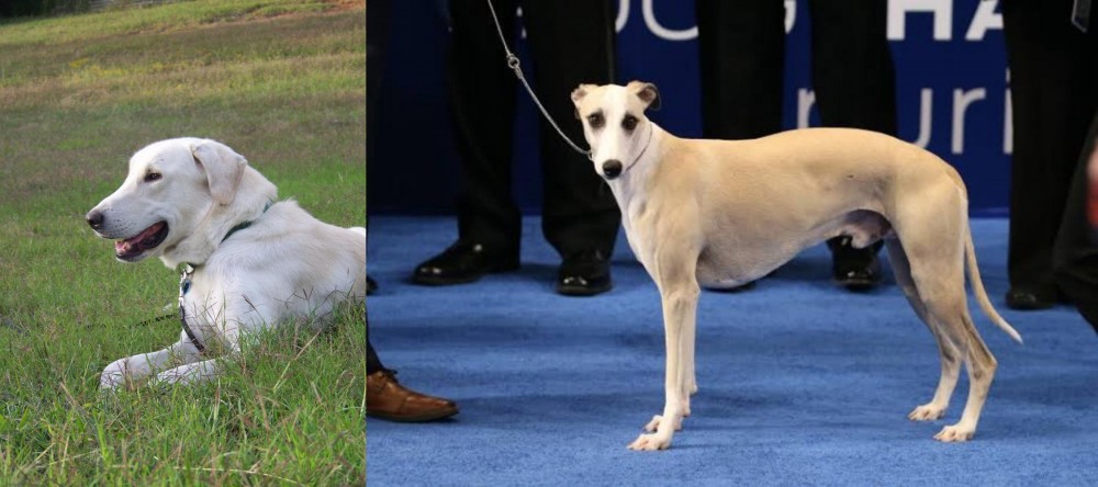Whippet vs Akbash Dog - Breed Comparison