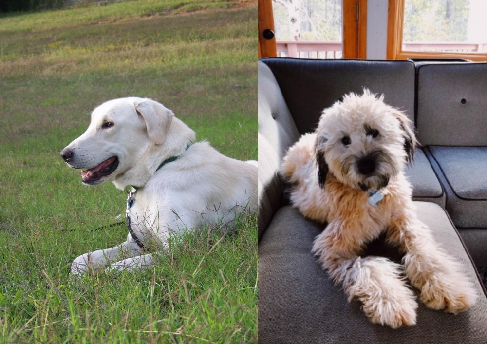 Whoodles vs Akbash Dog - Breed Comparison