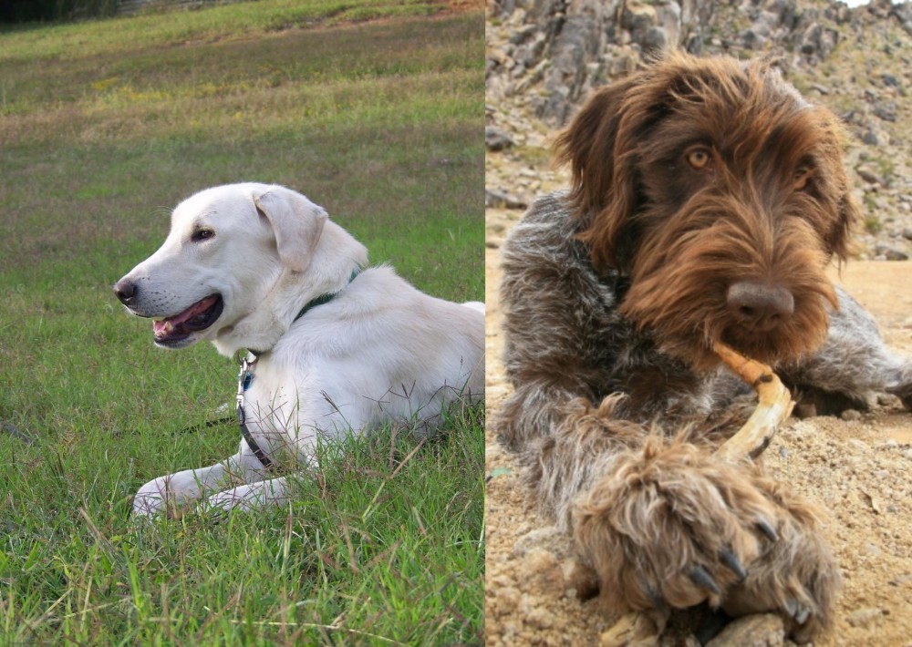 Wirehaired Pointing Griffon vs Akbash Dog - Breed Comparison