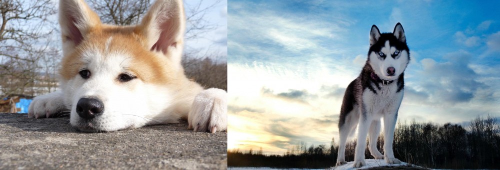 Alaskan Husky vs Akita - Breed Comparison