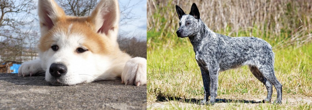 Australian Stumpy Tail Cattle Dog vs Akita - Breed Comparison