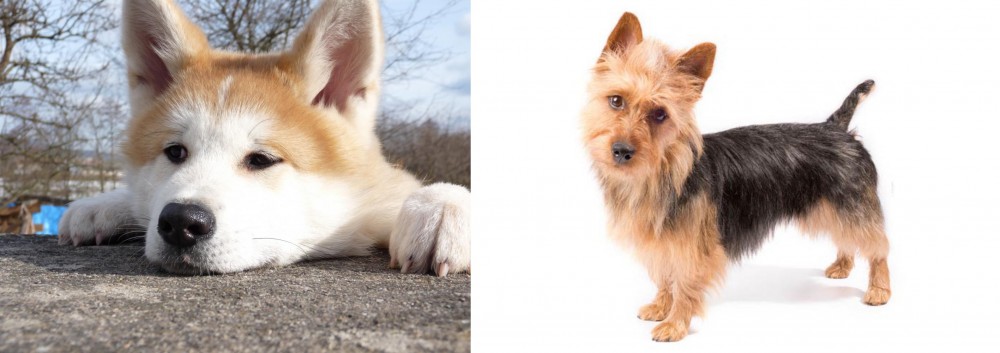 Australian Terrier vs Akita - Breed Comparison