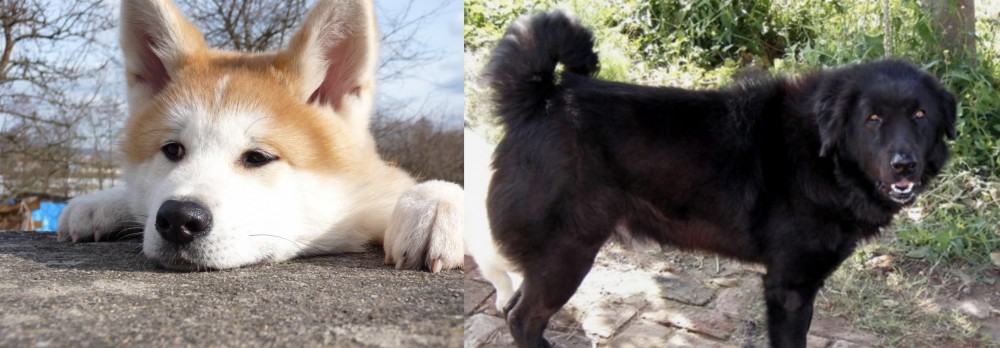 Bakharwal Dog vs Akita - Breed Comparison