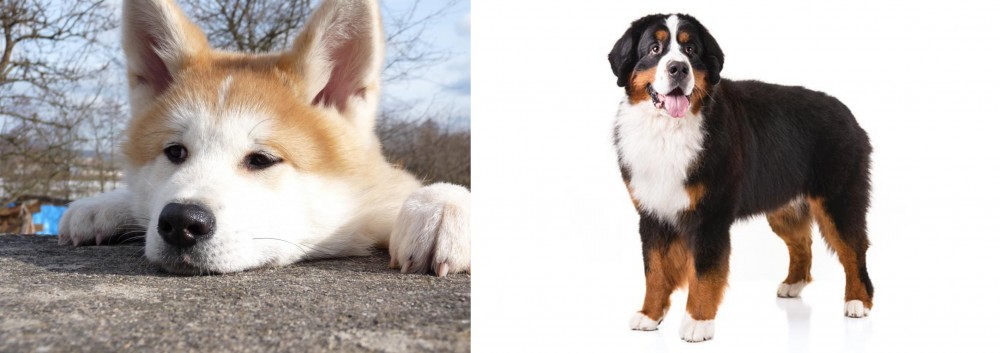 Bernese Mountain Dog vs Akita - Breed Comparison