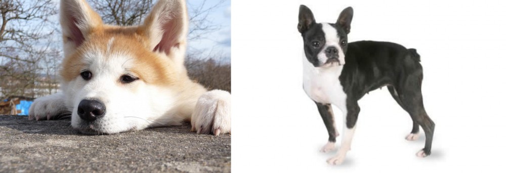 Boston Terrier vs Akita - Breed Comparison