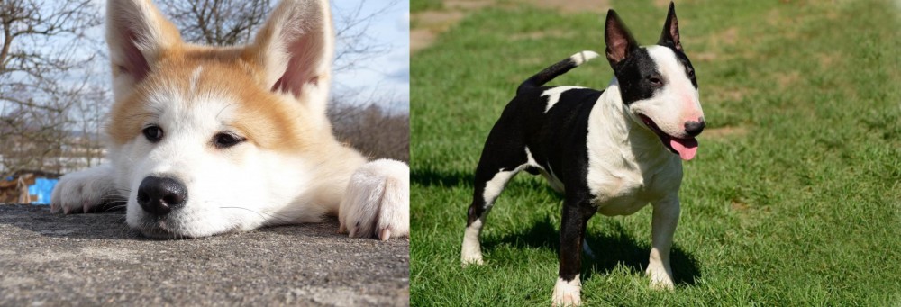 Bull Terrier Miniature vs Akita - Breed Comparison