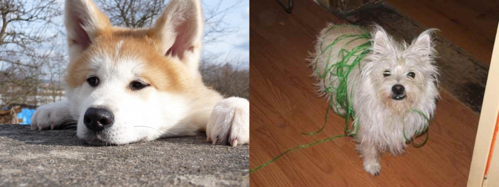 Cairland Terrier vs Akita - Breed Comparison