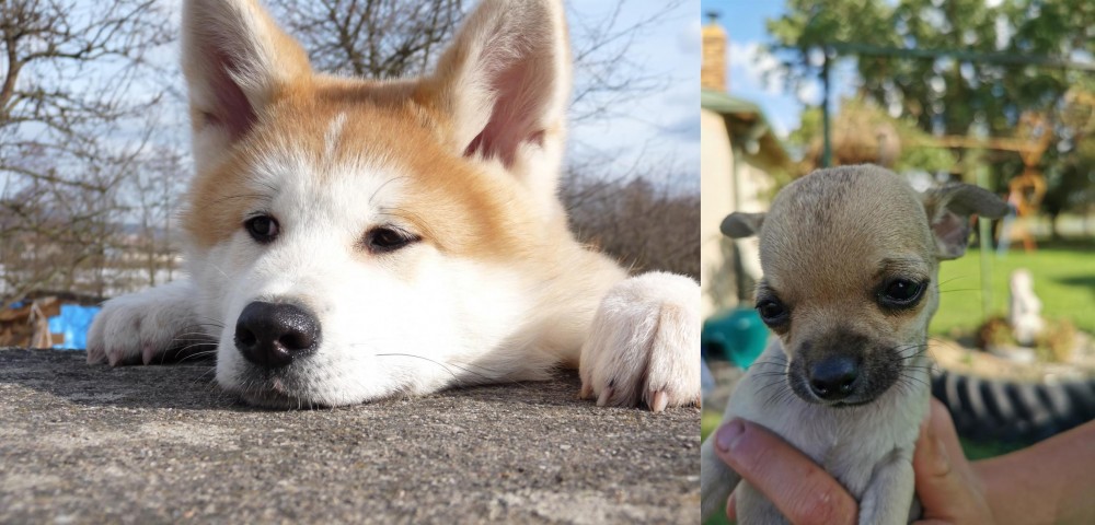 Chihuahua vs Akita - Breed Comparison