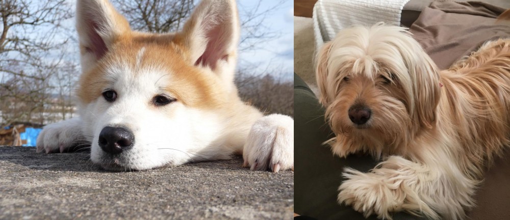 Cyprus Poodle vs Akita - Breed Comparison