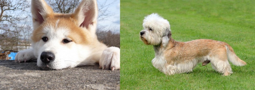 Dandie Dinmont Terrier vs Akita - Breed Comparison