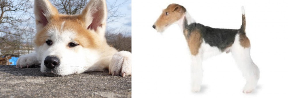 Fox Terrier vs Akita - Breed Comparison