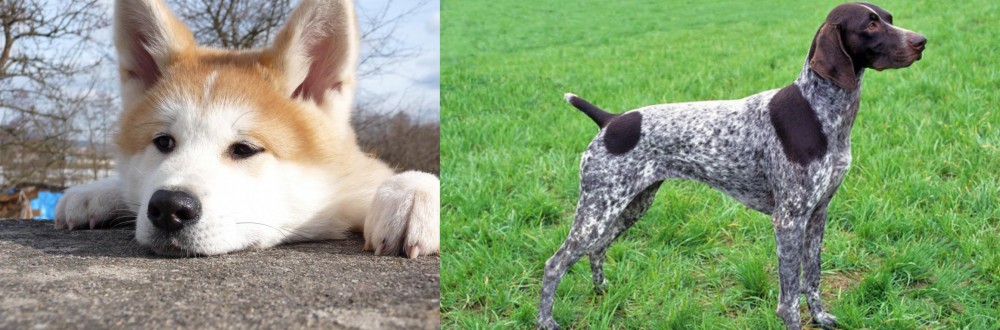 German Shorthaired Pointer vs Akita - Breed Comparison