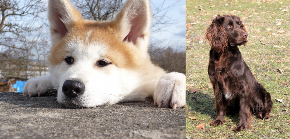 German Spaniel vs Akita - Breed Comparison