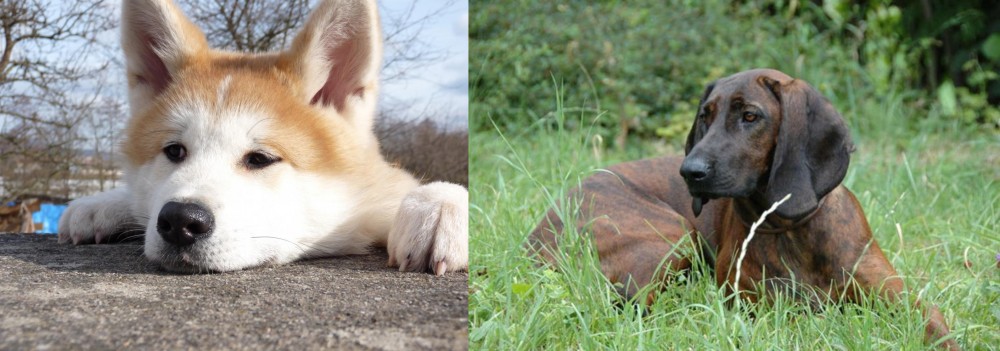 Hanover Hound vs Akita - Breed Comparison