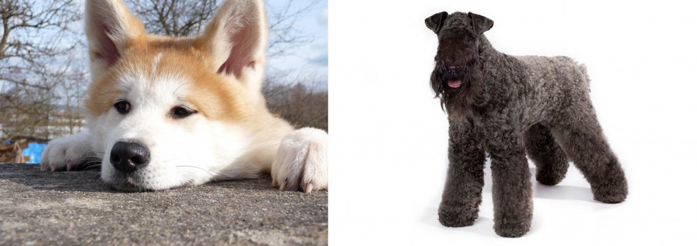 Kerry Blue Terrier vs Akita - Breed Comparison