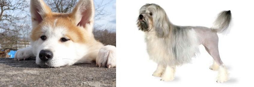 Lowchen vs Akita - Breed Comparison